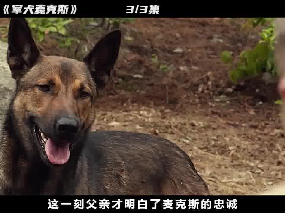 军犬电影,军犬传奇
