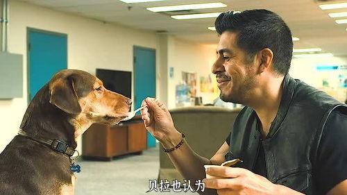 电影狗,忠诚与爱的永恒旋律