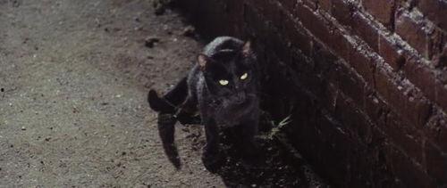黑猫电影,暗夜中的光影猎手