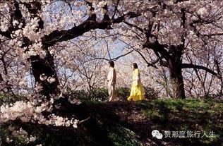 樱花电影,一场跨越时空的浪漫邂逅