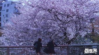 樱花电影,一场跨越时空的浪漫邂逅