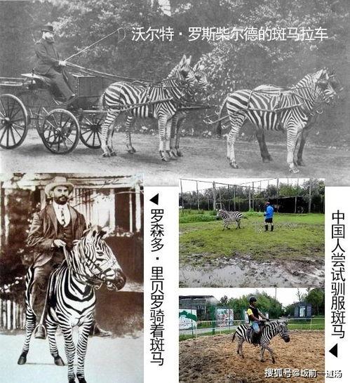 斑马电影,探寻非洲草原上的生命奇迹